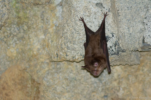 Grand rhinolophe — Rhinolophus ferrumequinum (Schreber, 1774)