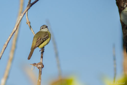 Tyranneau roitelet — Tyrannulus elatus (Latham, 1790)