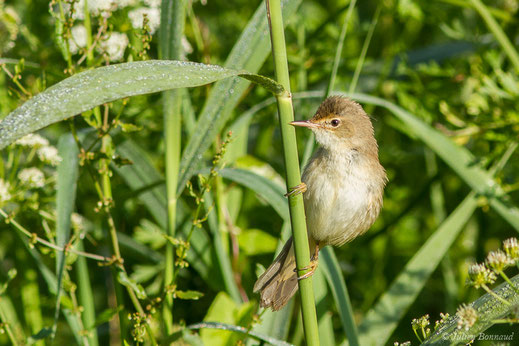 Rousserolle effarvatte — Acrocephalus scirpaceus (Hermann, 1804)