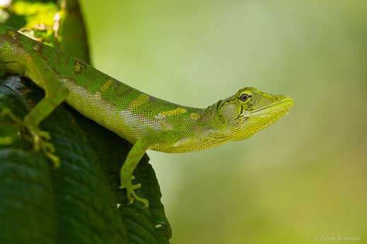 Polychre marbré — Polychrus marmoratus (Linnaeus, 1758)