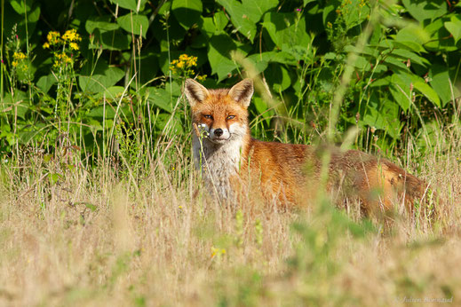 Renard roux — Vulpes vulpes (Linnaeus, 1758)