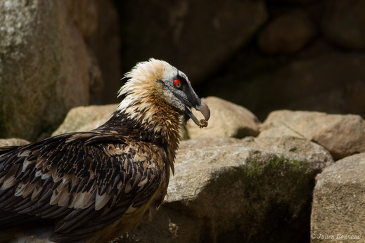 Gypaète barbu — Gypaetus barbatus (Linnaeus, 1758)