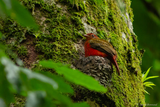 Cotinga ouette — Phoenicircus carnifex (Linnaeus, 1758)