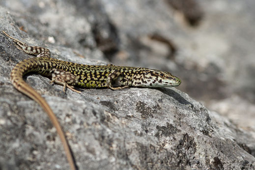 Lézard catalan — Podarcis liolepis (Boulenger, 1905)