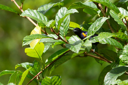 Organiste nègre — Euphonia cayennensis (Gmelin, 1789)