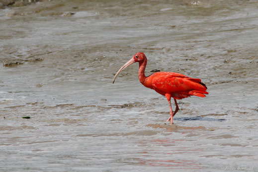 Ibis rouge — Eudocimus ruber (Linnaeus, 1758)