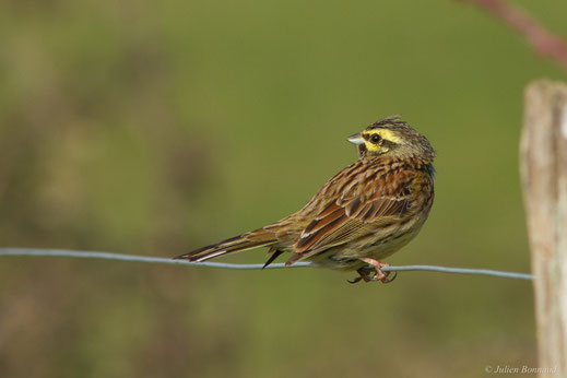 Bruant zizi — Emberiza cirlus Linnaeus, 1766