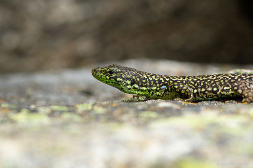 Lézard de Galan — Iberolacerta galani Arribas, Carranza & Odierna, 2006