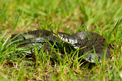 Couleuvre helvétique — Natrix helvetica (Lacepède, 1789)