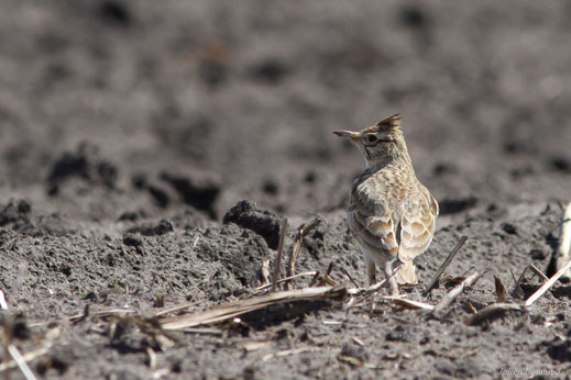 Cochevis huppé — Galerida cristata (Linnaeus, 1758)