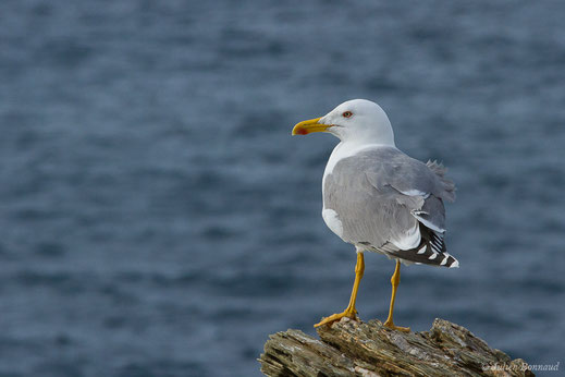 Goéland leucophée — Larus michahellis Naumann, 1840