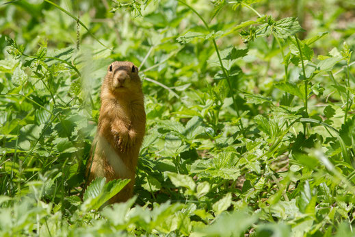 Souslik d'Europe ou Spermophile d'Europe — Spermophilus citellus (Linnaeus, 1766)