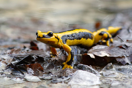 Salamandre tachetée — Salamandra salamandra (Linnaeus, 1758)