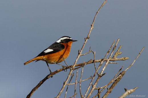 Rougequeue de Moussier — Phoenicurus moussieri (Olphe-Galliard, 1852)