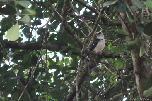 Buse à face noire — Leucopternis melanops (Latham, 1790)
