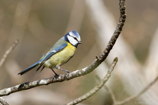 Mésange bleue — Cyanistes caeruleus (Linnaeus, 1758)