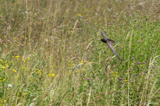 Martinet noir — Apus apus (Linnaeus, 1758)