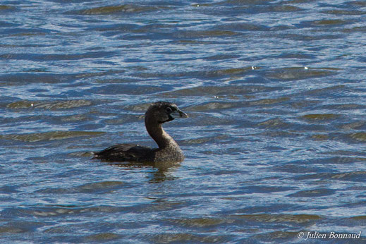 Grèbe à bec bigarré — Podilymbus podiceps (Linnaeus, 1758)