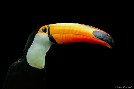 Toucan toco — Ramphastos toco Statius Müller, 1776