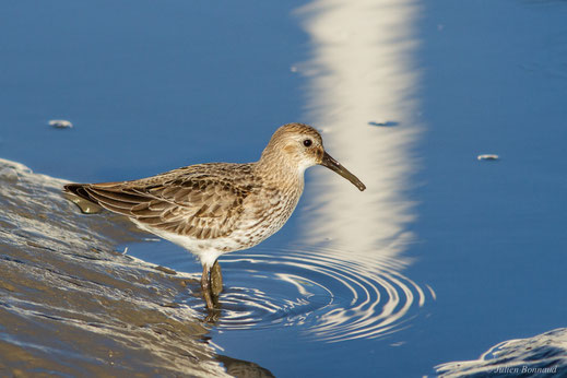 Bécasseau variable — Calidris alpina (Linnaeus, 1758)