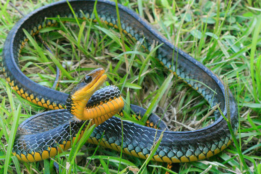 Couleuvre carénée — Chironius carinatus (Linnaeus, 1758)