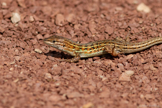 Psammodrome d'Edwards — Psammodromus edwarsianus (An. Dugès, 1829), (Lac du Salagou, Clermont-l'Hérault (34), France, le 02/05/2025)