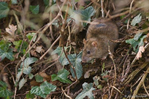 Rat surmulot — Rattus norvegicus Heinrich, 1952