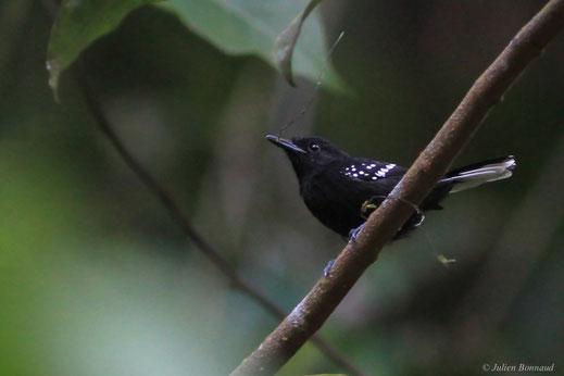 Grisin étoilé — Microrhopias quixensis (Cornalia, 1849)