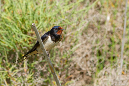 Hirondelle rustique — Hirundo rustica Linnaeus, 1758