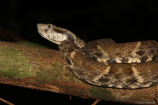 Grage petits carreaux — Bothrops atrox (Linnaeus, 1758)