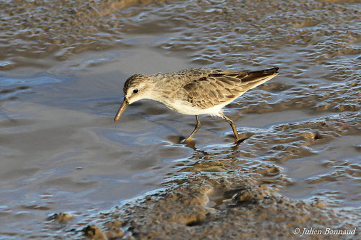 Bécasseau semipalmé — Calidris pusilla (Linnaeus, 1766)