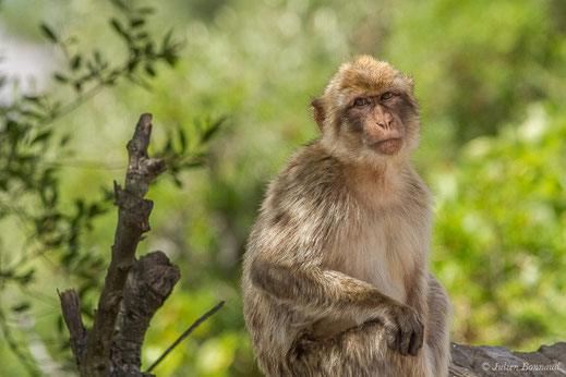 Macaque berbère — Macaca sylvanus (Linnaeus, 1758)