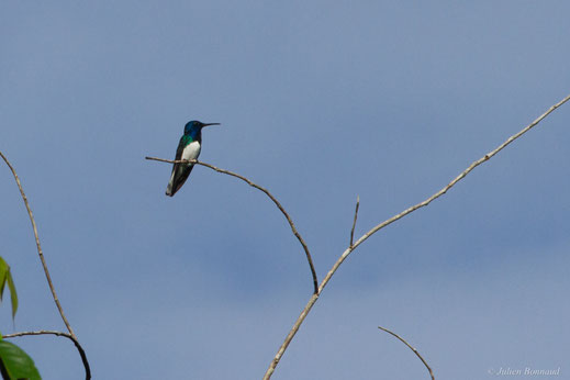 Colibri jacobin — Florisuga mellivora (Linnaeus, 1758)