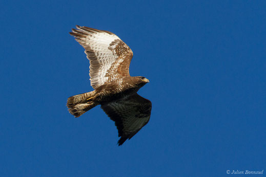 Buse variable — Buteo buteo (Linnaeus, 1758)