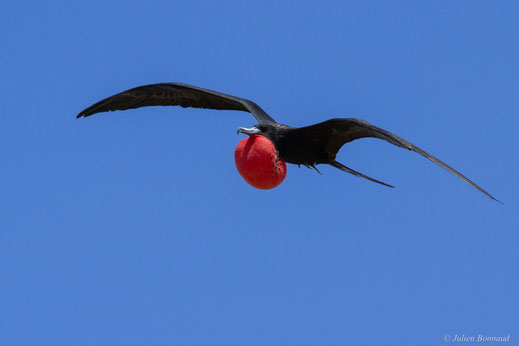Frégate superbe — Fregata magnificens Mathews, 1914