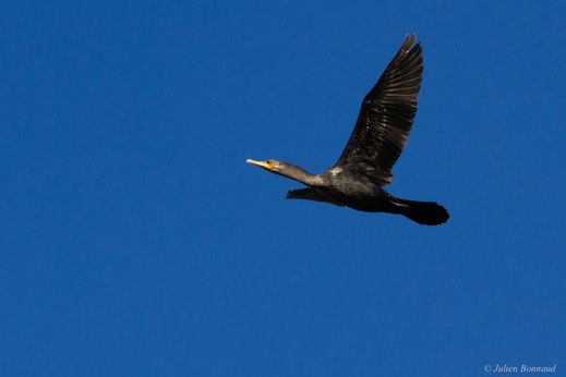 Cormoran olivâtre ou Cormoran vigua — Phalacrocorax brasilianus (Gmelin, 1789)