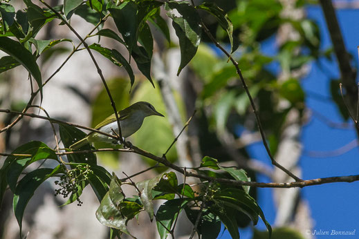 Viréo à oeil rouge — Vireo olivaceus (Linnaeus, 1766)