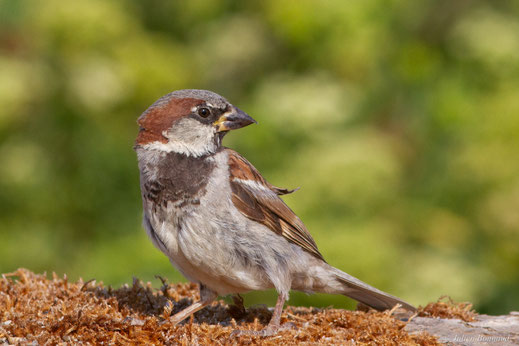 Moineau domestique — Passer domesticus (Linnaeus, 1758)