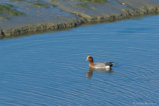 Canard siffleur — Mareca penelope (Linnaeus, 1758)