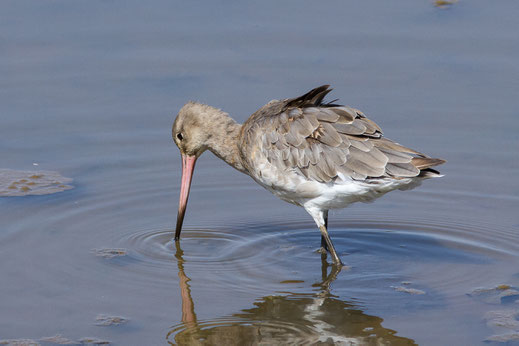 Barge à queue noire — Limosa limosa (Linnaeus, 1758)