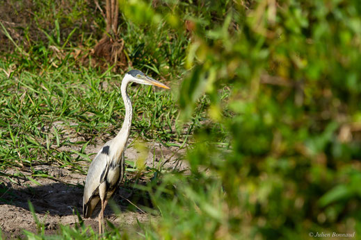 Héron cocoi — Ardea cocoi Linnaeus, 1766