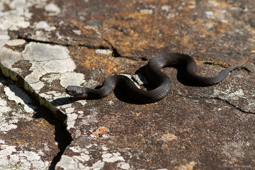 Vipère de Seoane — Vipera Seoanei (Lataste, 1879)