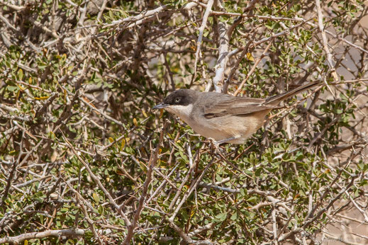 Fauvette orphée — Curruca hortensis (Gmelin, JF, 1789)