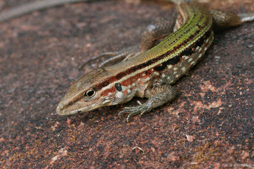 Kentropyx strié — Kentropyx striata (Daudin, 1802)