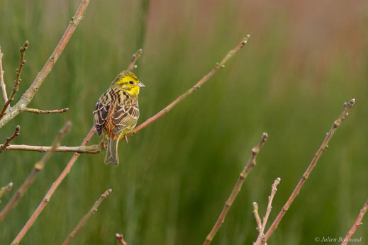 Bruant jaune — Emberiza citrinella Linnaeus, 1758