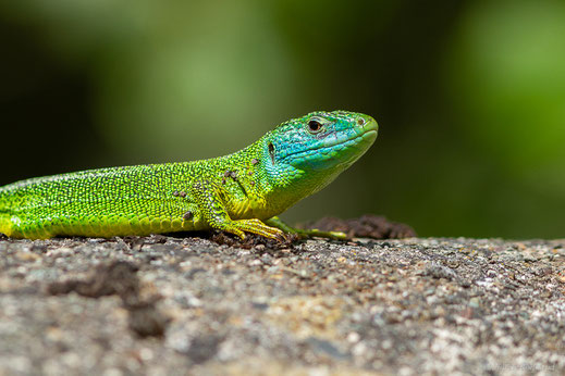 Lézard à deux raies — Lacerta bilineata (Daudin, 1802)