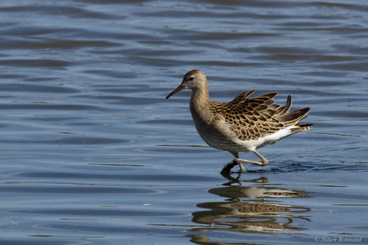 Combattant varié — Calidris pugnax (Linnaeus, 1758)