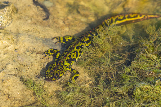Triton marbré — Triturus marmoratus (Latreille, 1800)