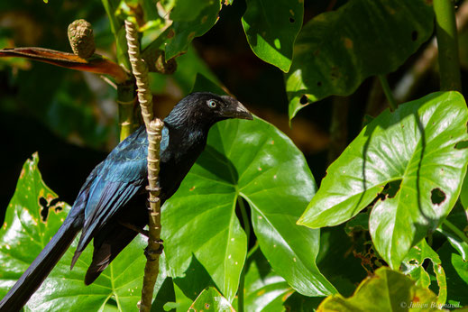 Ani des palétuviers — Crotophaga major Gmelin, 1788