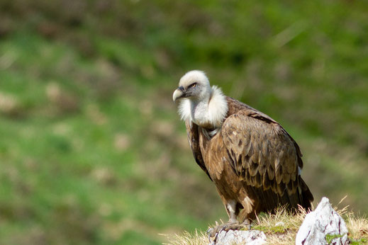 Vautour fauve — Gyps fulvus (Hablizl, 1783)